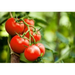 Tomate noire de Crimée