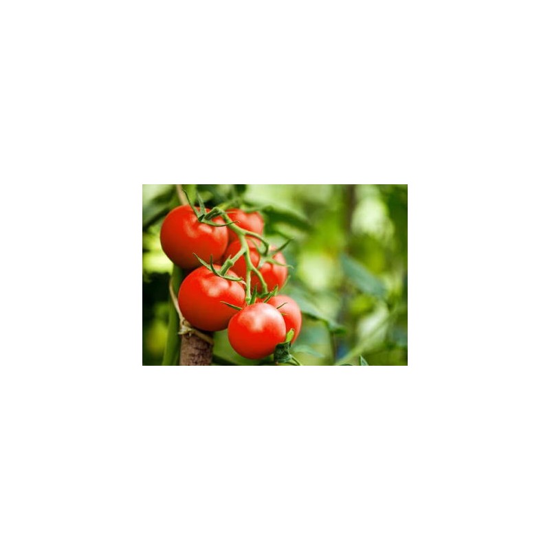 Tomate noire de Crimée