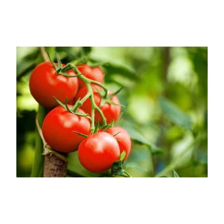 Tomate noire de Crimée